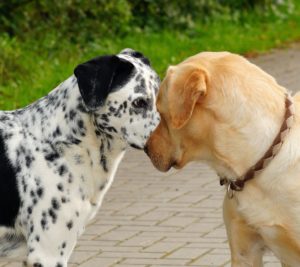 debat vermijden in dialoog komen